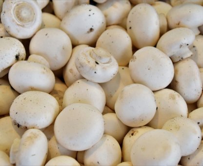 Productiemedewerker champignons
