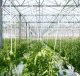 Productiemedewerker glastuinbouw