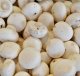 Productiemedewerker champignons