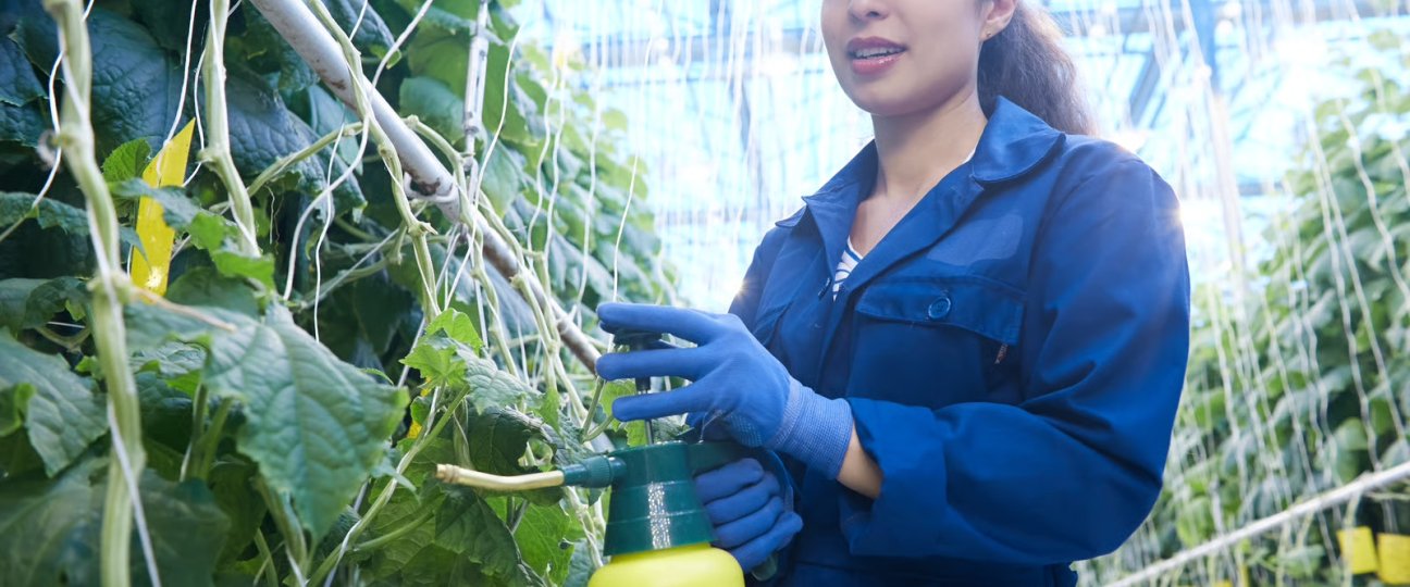 Kasmedewerker verzorgt komkommerplanten in de glastuinbouw