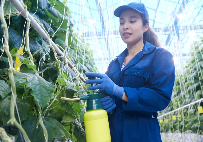 Kasmedewerker verzorgt komkommerplanten in de glastuinbouw