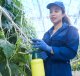 Kasmedewerker verzorgt komkommerplanten in de glastuinbouw