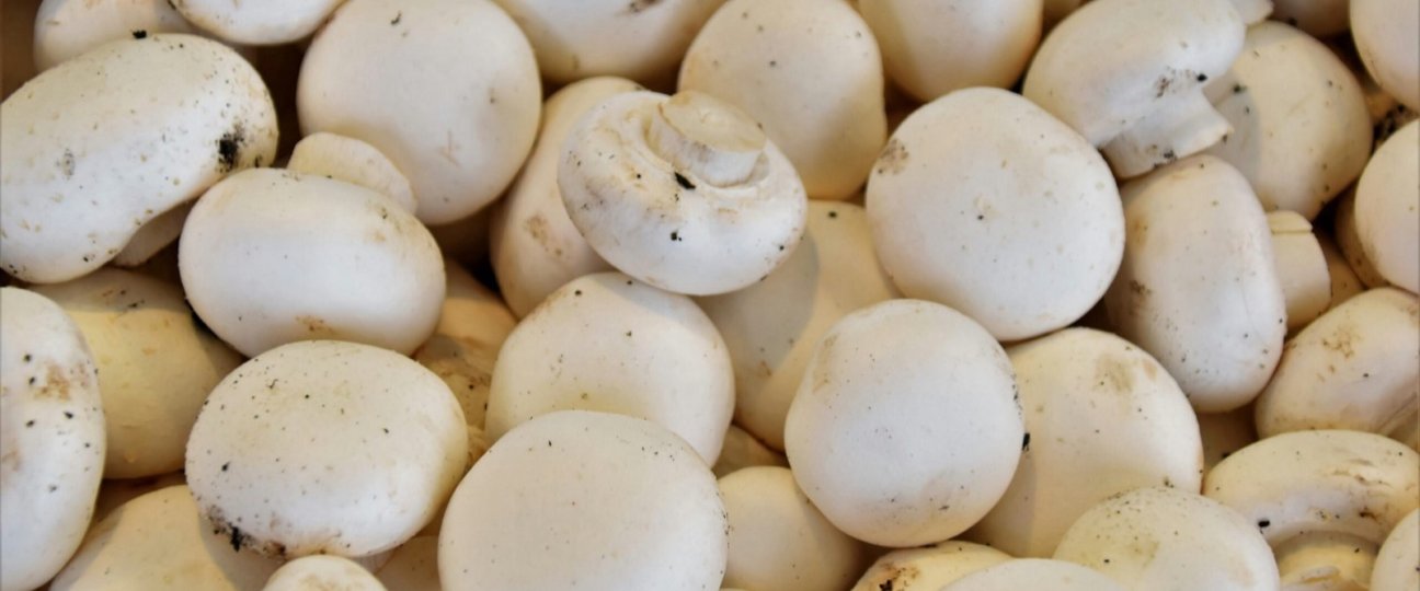 Productiemedewerker champignons