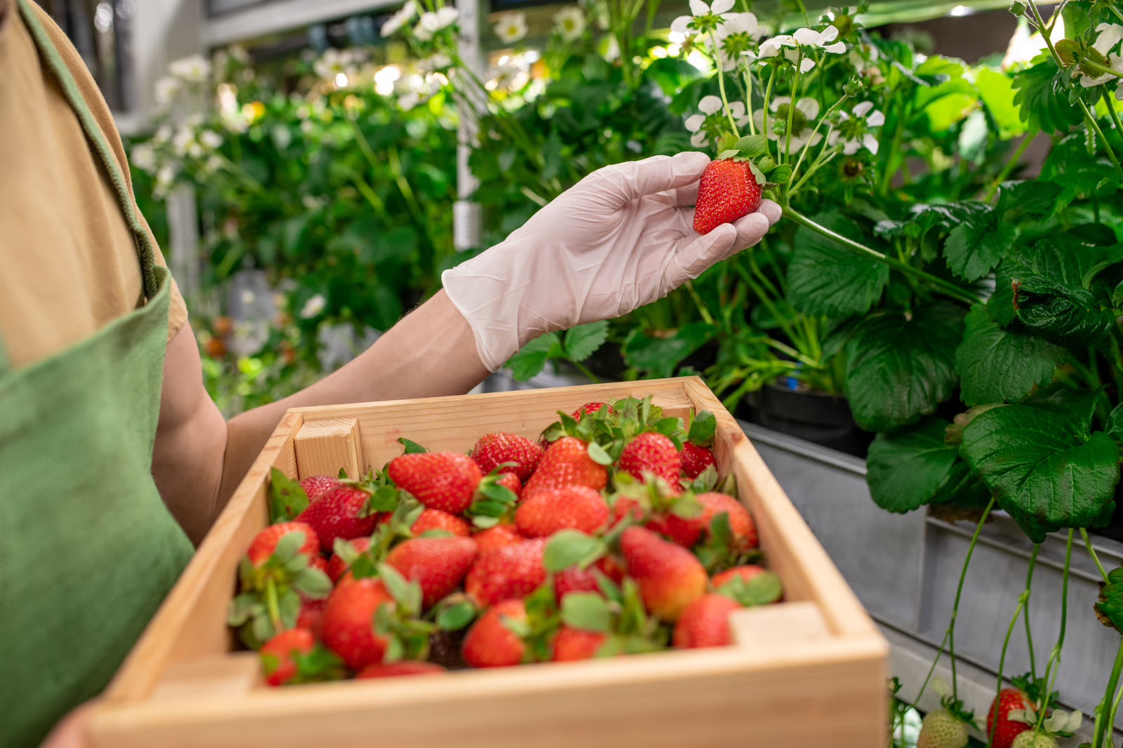 Medewerker oogst aardbeien in een krat in de glastuinbouw