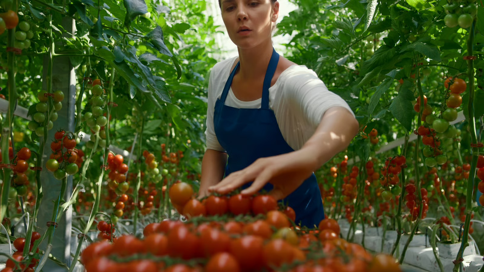 Kasmedewerker oogst tomaten in de glastuinbouw