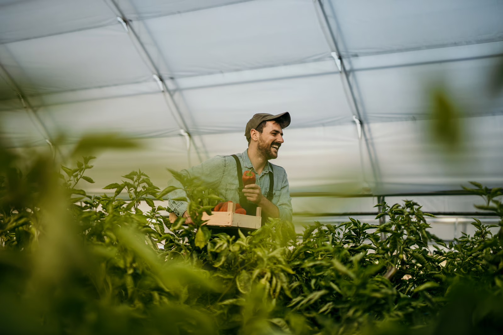 Lachende oogstmedewerker met een krat paprika’s in de kas